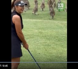 Buổi chơi golf của Wendy Powick bị gián đoạn vì đàn Kangaroos
